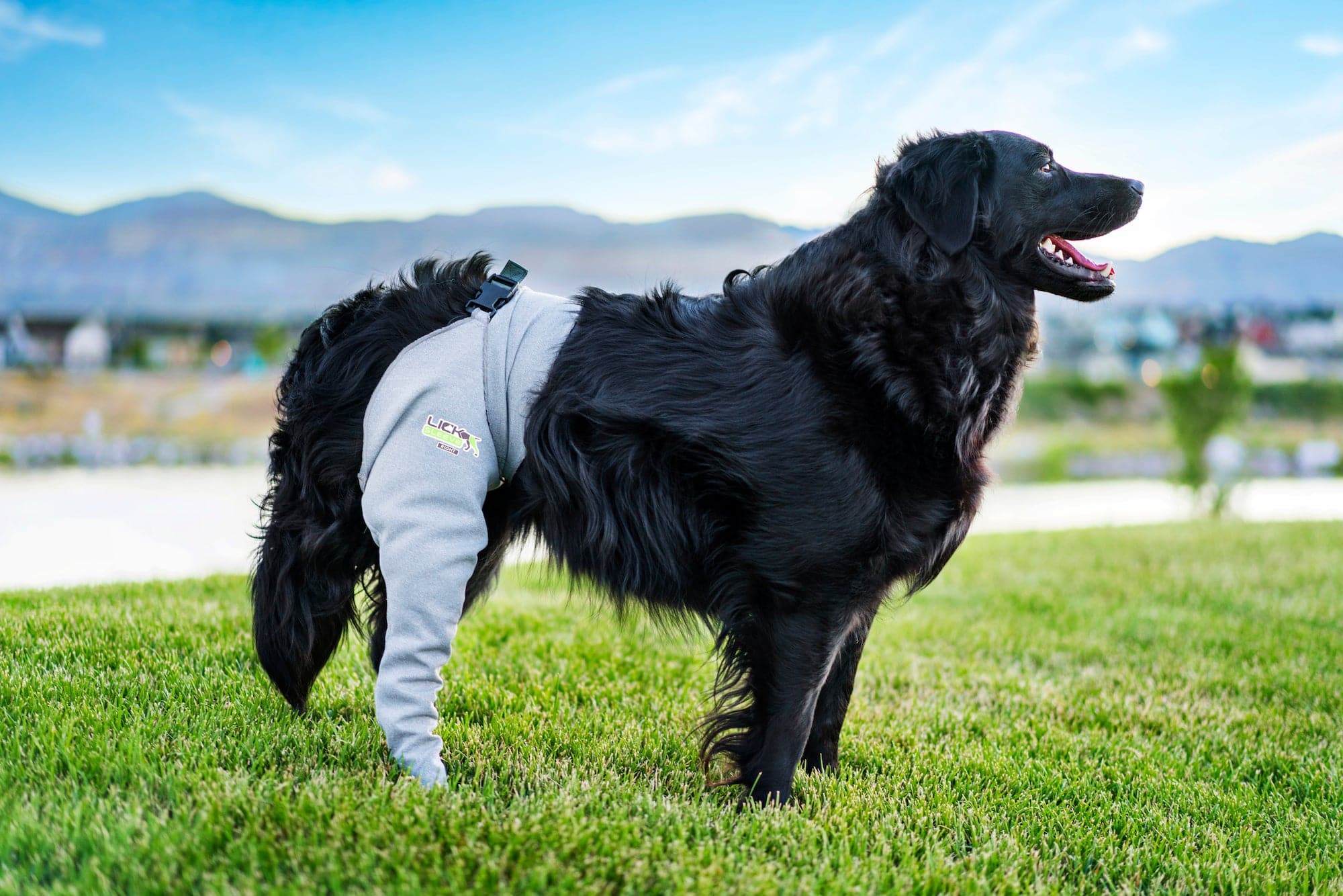 Dog Front Hind Legs Protection Lick Sleeve Official AU Site